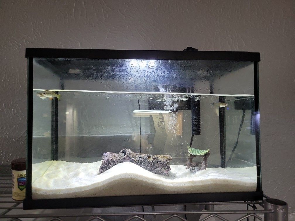 5 Gallon Fish tank
