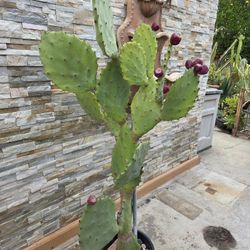 Beautiful Rare Cactus Plant 