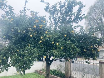 Fresh Limons $20 for 50 Limons