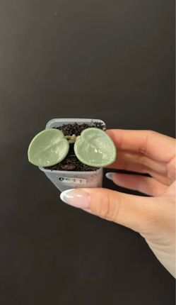 Hoya grey fairy