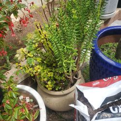 Succulent Plant In Clay Pot