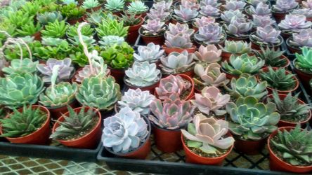 Succulent plants. Cactus and succulents... Suculentas