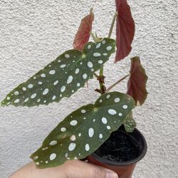Beautiful Begonia Maculata Plant