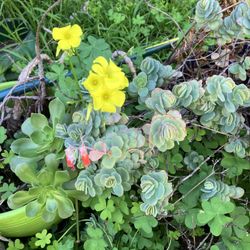 Free Succulents And Cactus