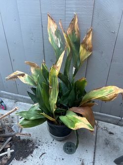 Home items plants and crafts