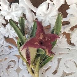1 Whole Stapelia Cactus w Blooming Flowers (8/20/26)