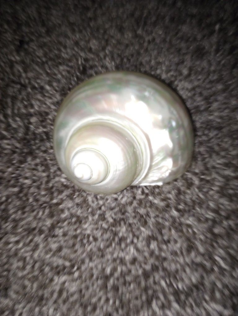 Mother Of Pearl Turbo Shell