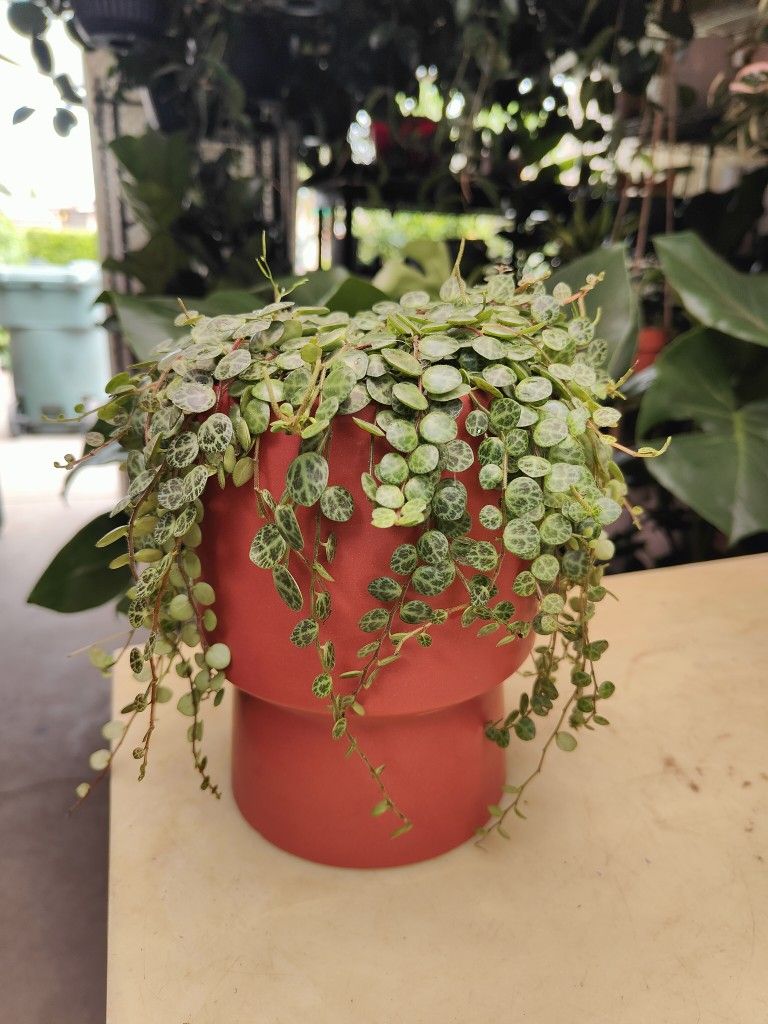Indoor / Outdoor Hanging Plants