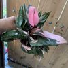 V-plants