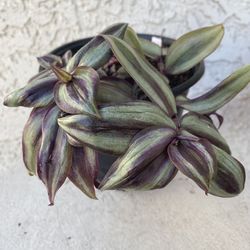 6 Inch Pot Succulent Plant- Tradescantia Zebrina Evanesce - Wandering Dude - Live Succulent - Rooted & Established - Drought Resistant - 🪴