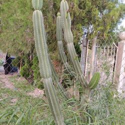 Peruvian Apple Cactus Cuttings ✂️ 🌵