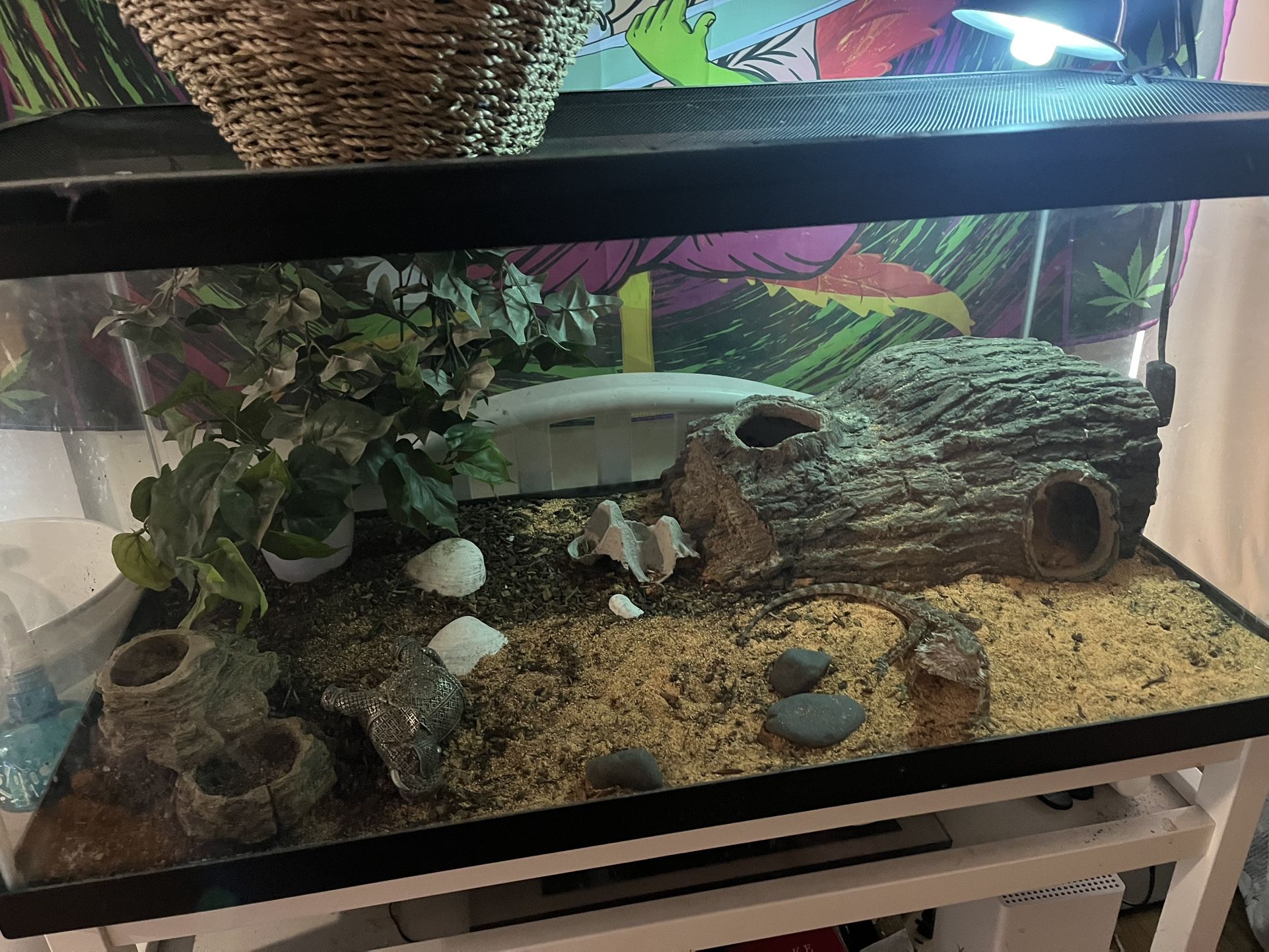 Reptile Tanks. 