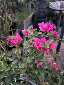 Bugambilia torch plant
