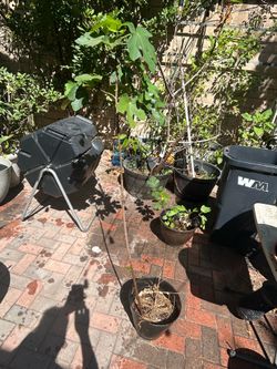 Turkey fig plant 4 feet tall