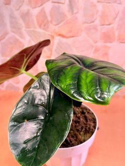 Rare Alocasia Green Unicorn Plant– Large 6” Tropical Plant 🌿