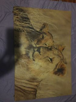 Beautiful lion canvas frame