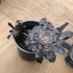 Succulent 