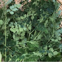 Freshly Harvested Moringa