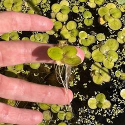 Floating pond/ tank plant  Giant Duckweed. Live Pond Plant.