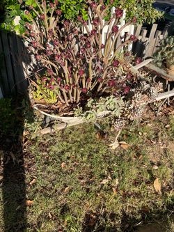 Garden real plants in wheelbarrow - - garden planter comes with plants. Tire needs air or replaced but not needed because it just seats in garden stu