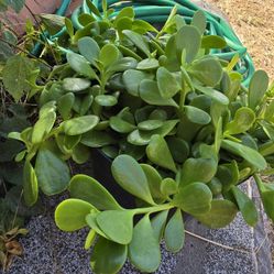 Trailing Jade Plant 