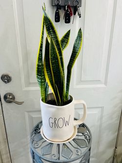 Snake plant