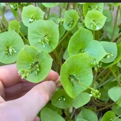 6 PCS Miner’s lettuce Young Plants 