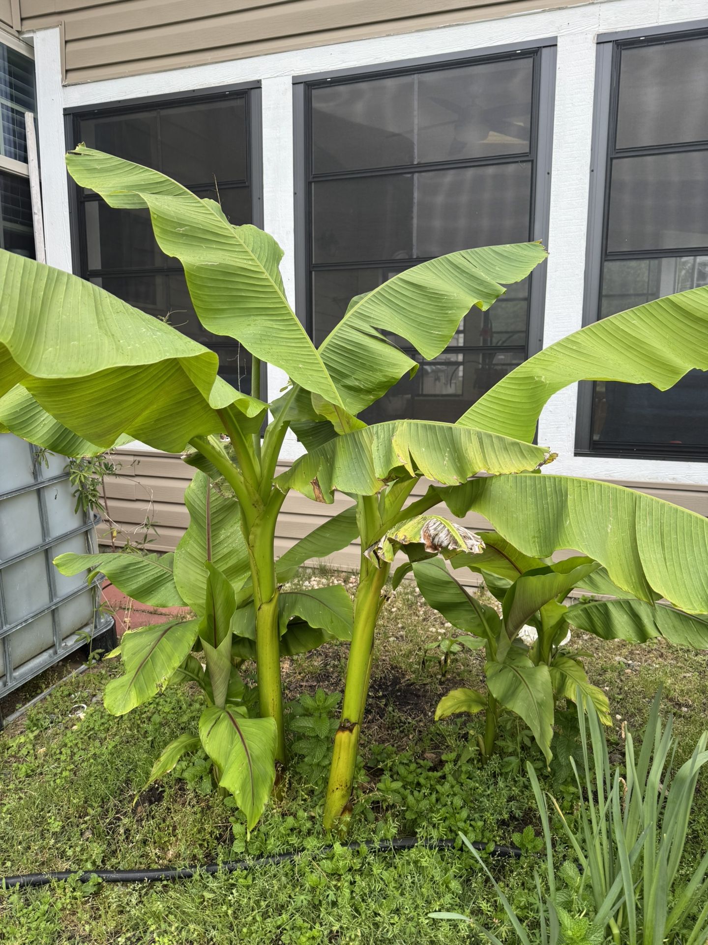 Healthy Banana Plants