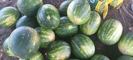 Watermelon Sandías $6 each