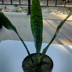 Snake plant with decorated pot/ see discription 👍👍