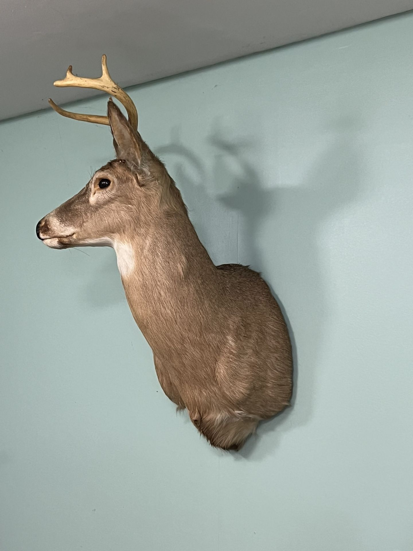 Deer Head Trophy Mount