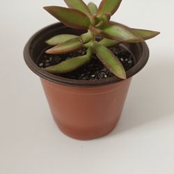 Succulent  for Sale! 🌵