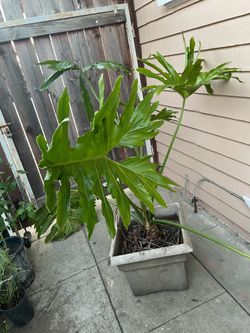 Big philodendron bipinnatifidum plant