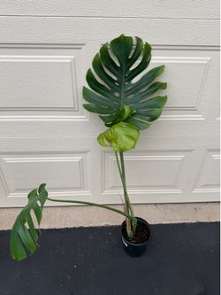 Monstera plant