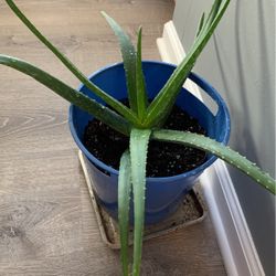 Aloe Vera  Plant 