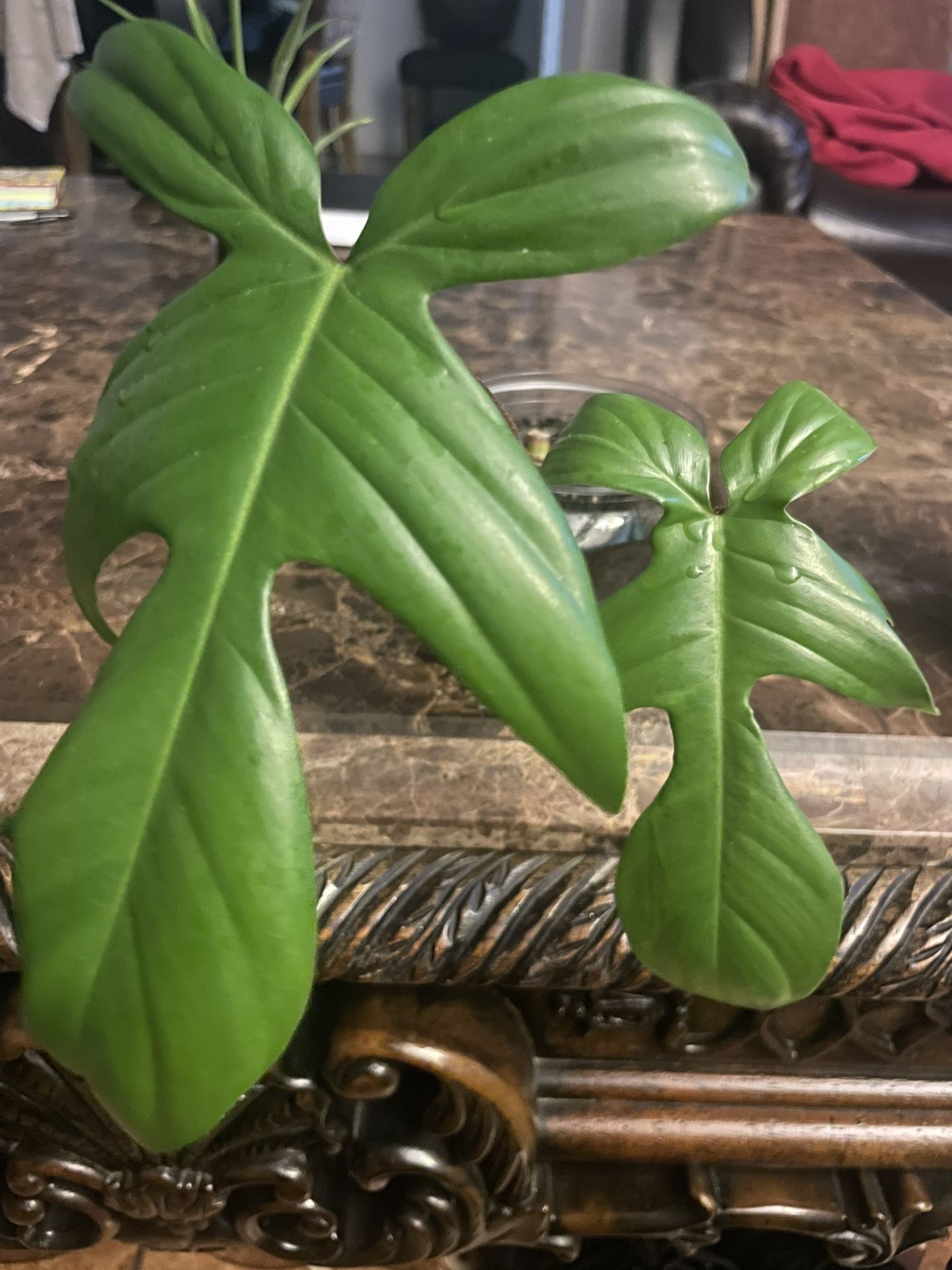 Philodendron