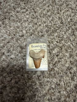 Shark tooth
