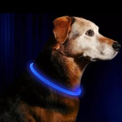 Dog And Cat Glowing Color