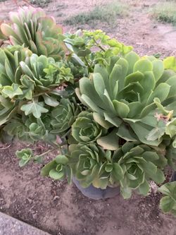 Plantas