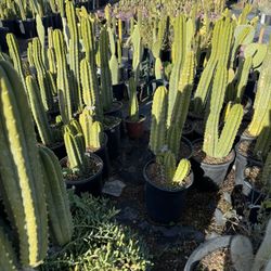 Cactus & Succulents (Read Description)