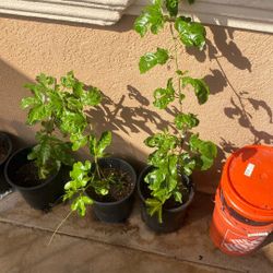Passionfruit Vine
