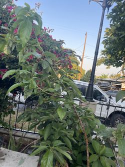 Hass Avocado Tree