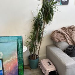 Living Room Plants