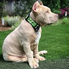 Offwhite dog leash and collar