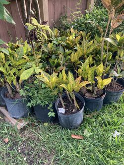 Crotos  Grandes  Y Pequeño  