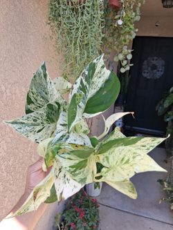 RARE. Pothos RICOTTA Plant $18