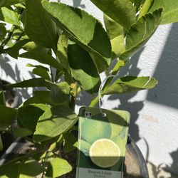 Fruit Trees 15 gallons