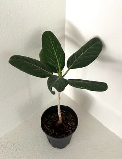 Live Ficus Tineke Houseplant 18” Height