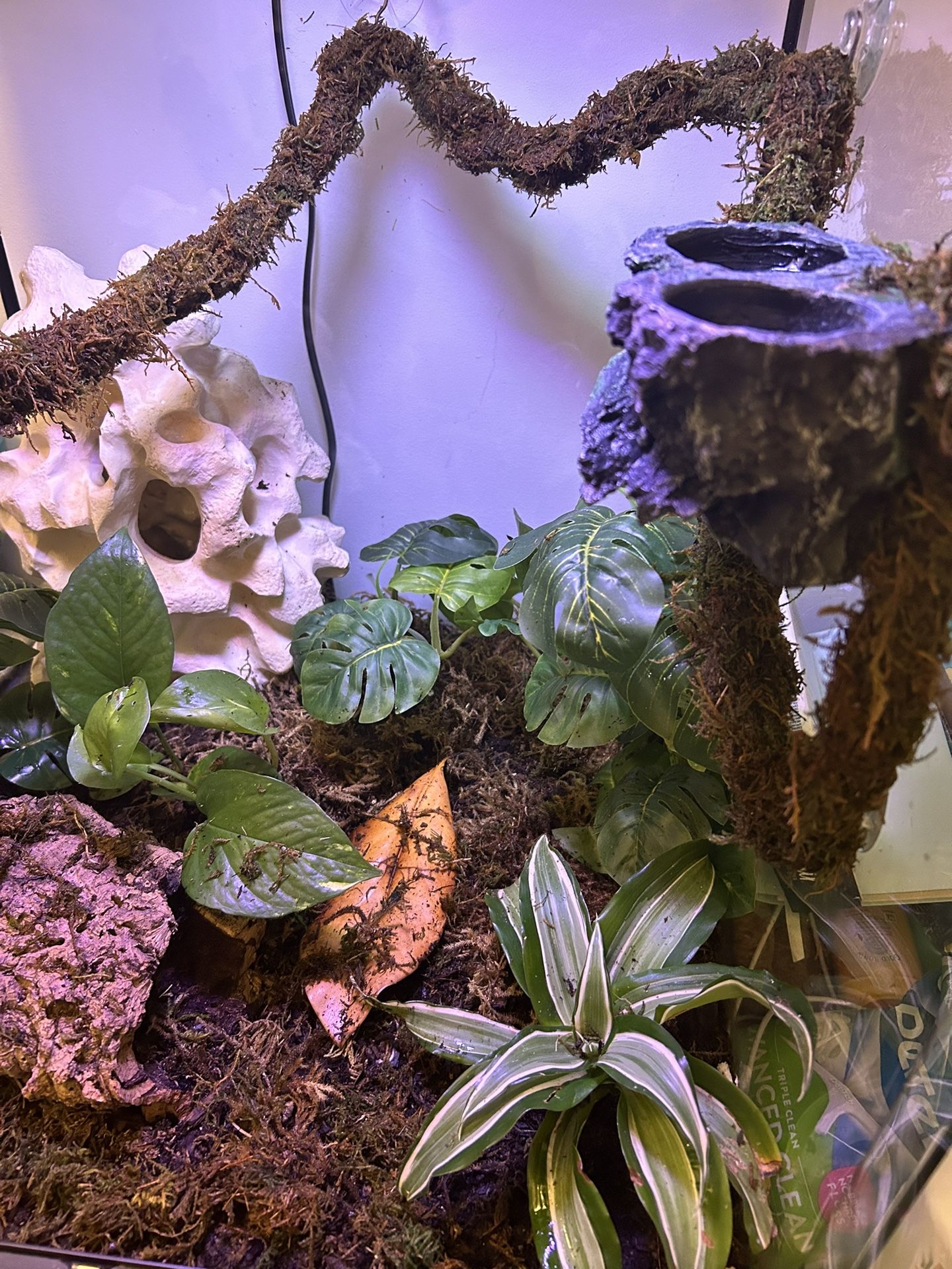 Crested Gecko Enclosure