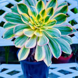 Beautiful Sunburst AEONIUM Succulent Plant - 10 Inches In Diameter 